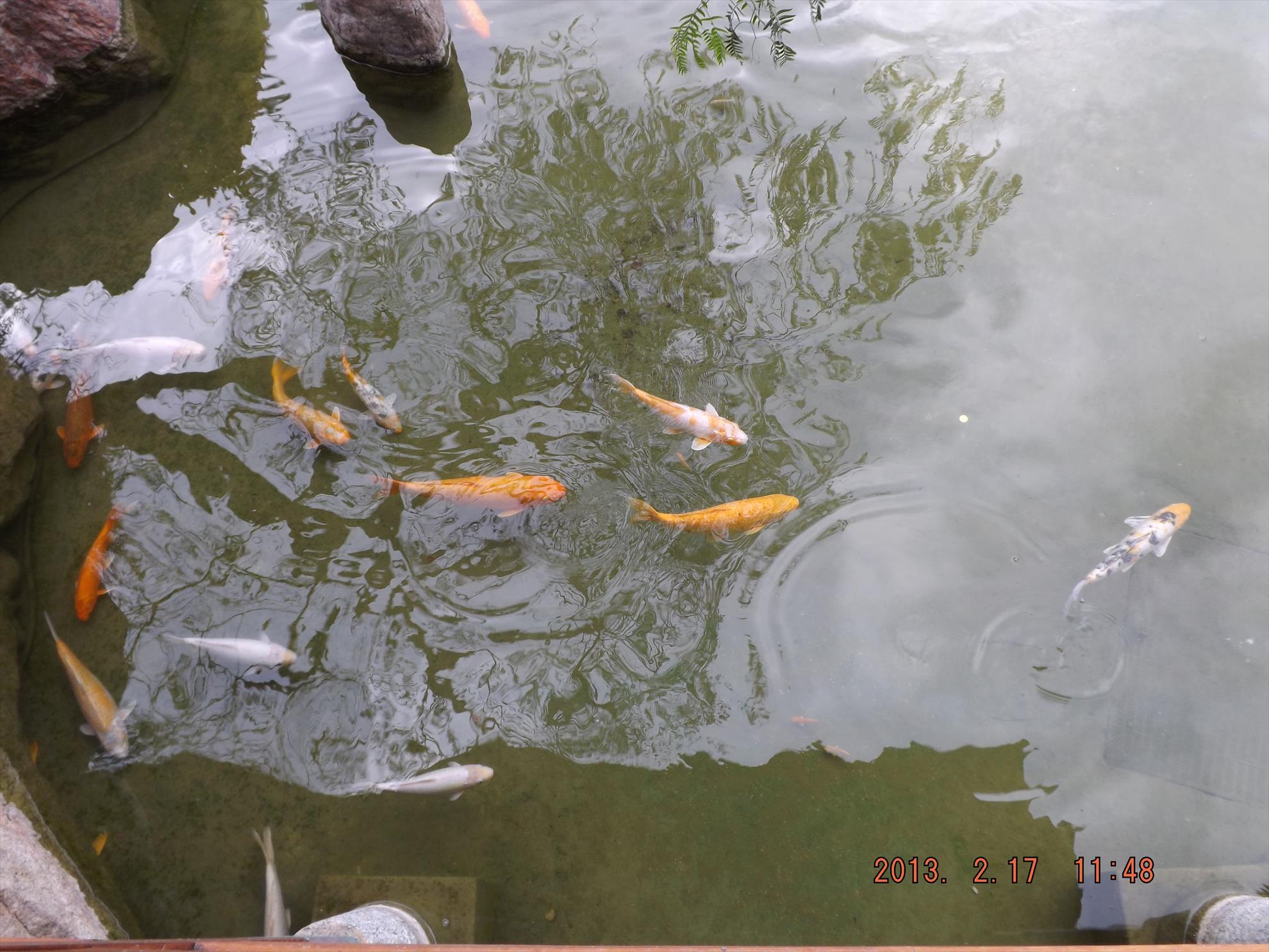 Crapi salbatici si alti pesti - dscf0161.jpg